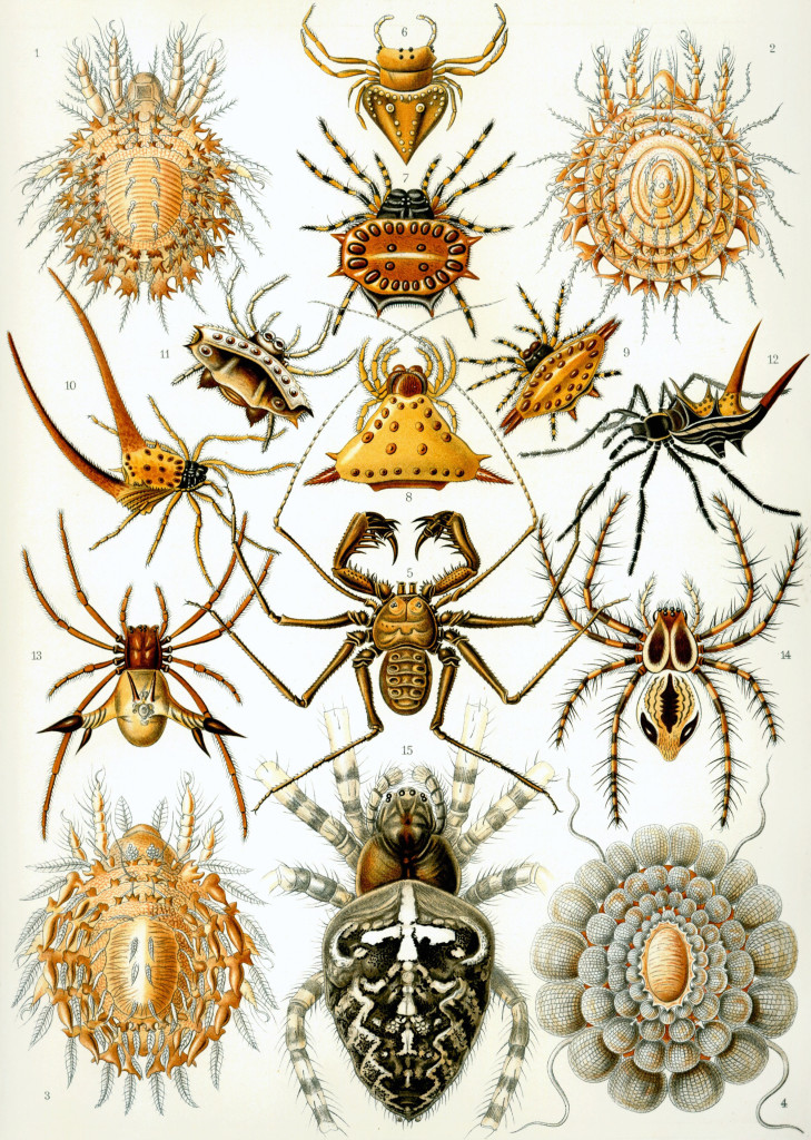 4. Arachnida