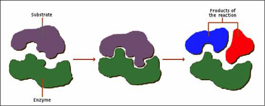 Ilustración 1. Proceso de acción de una enzima sobre un sustrato