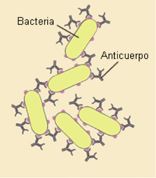 Ilustración 3. Reacción antígeno anticuerpo, por el que los glóbulos blancos (linfocitos) reconocen a los agentes infecciosos.