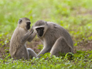 john-abbott-vervet-or-green-monkeys-grooming-cercopithecus-aethiops-south-africa