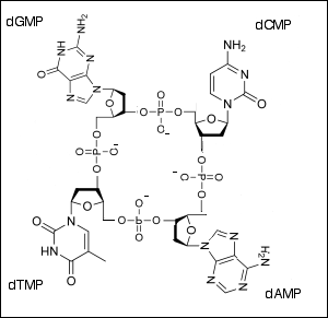 Estructura del tetranucleótido. Fuente: wikipedia