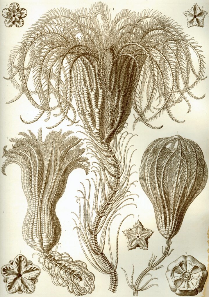 Haeckel_Crinoidea
