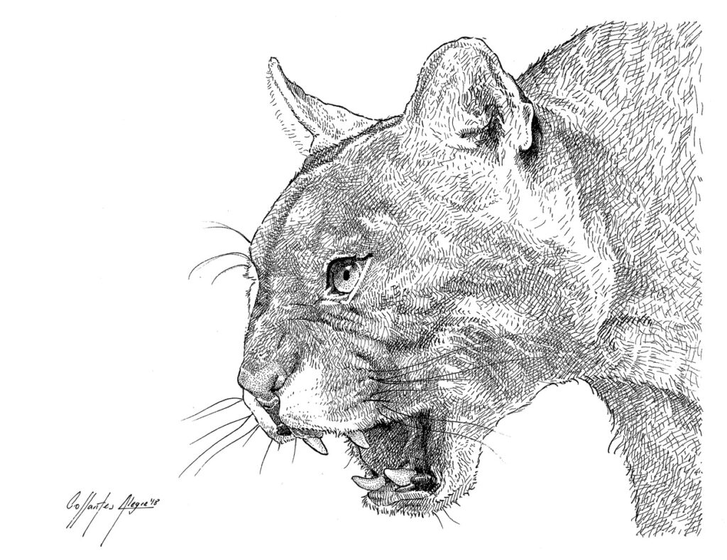 Fauna guaraní: Puma